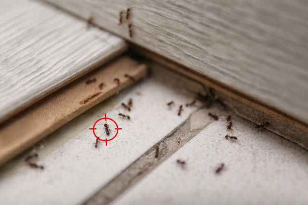 Best Pest Inspection Near Me  in North Springfield, VA