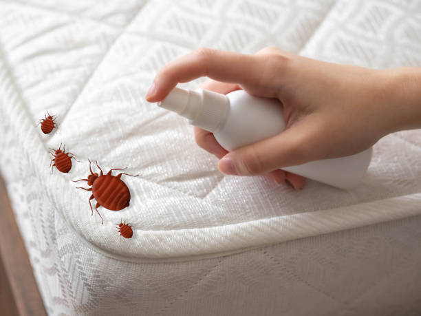 Reliable North Springfield, VA Pest Control Solutions